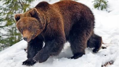 Не ушедший в спячку медведь напал на женщину в Приморье - 5-tv.ru - Приморье край - Артем