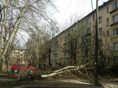Москвичей просят не выходить на улицу из-за штормового ветра - rosbalt.ru - Москва