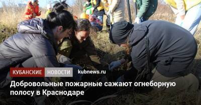 Добровольные пожарные сажают огнеборную полосу в Краснодаре - kubnews.ru - Краснодар