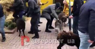 Под стены КГГА привезли сено и овец. Символизируют пассажиров в столичных маршрутках - kp.ua - Украина