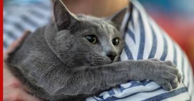 Ласковые и нежные: топ-6 пород кошек, которые любят сидеть на руках - profile.ru