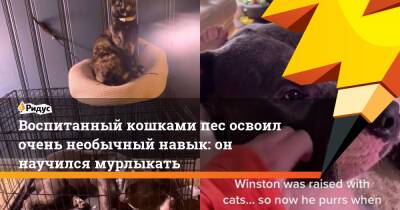 Воспитанный кошками пес освоил очень необычный навык: он научился мурлыкать - ridus.ru - США