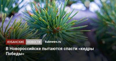 В Новороссийске пытаются спасти «кедры Победы» - kubnews.ru - Новороссийск
