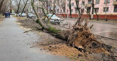 Рекордное тепло и ураган: "Бенедикт" уничтожил десятки машин в Москве - ren.tv - Москва