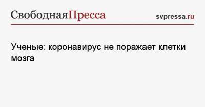 Ученые: коронавирус не поражает клетки мозга - svpressa.ru - Украина - Бельгия - Германия