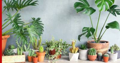 Увлажнят и очистят воздух: 5 лучших комнатных растений - profile.ru