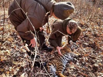 Малыш амурского тигра попал в браконьерский капкан для барсуков - argumenti.ru - Россия - Приморье край