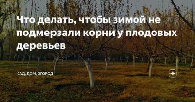 Что делать, чтобы зимой не подмерзали корни у плодовых деревьев - skuke.net