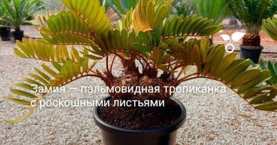 Замия — пальмовидная тропиканка с роскошными листьями - skuke.net