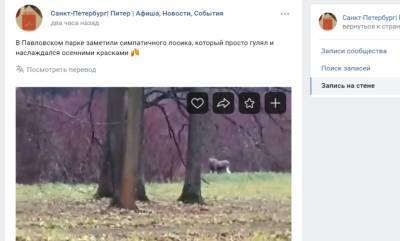 «Наслаждался осенью»: в Павловском парке нашли гуляющего лося - neva.today - Санкт-Петербург - Шушары