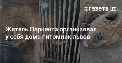 Житель Паркента организовал у себя дома питомник львов - gazeta.uz - Узбекистан - Ташкентская обл. - Экология