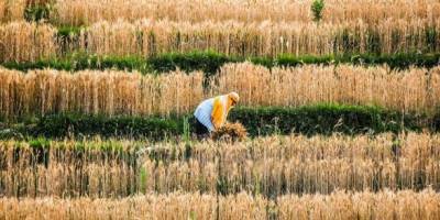 Мировые цены на продукты питания достигли нового пика от 2011 года - ООН - unn.com.ua - Россия - США - Украина - Киев - Канада - Малайзия