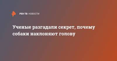 Ученые разгадали секрет, почему собаки наклоняют голову - ren.tv