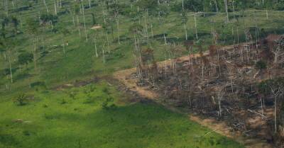 Власти Индонезии засомневалась в данном на COP26 обещании покончить с вырубкой лесов - kp.ua - Украина - Индонезия
