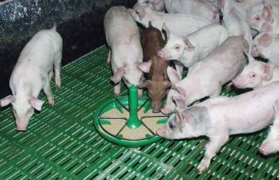 KSG Agro реализует программу снижения стоимости откорма свиней - agroportal.ua - Украина