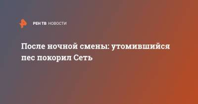 После ночной смены: утомившийся пес покорил Сеть - ren.tv