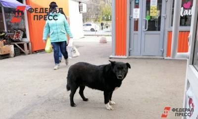 Ямальская прокуратура начала проверку после нападения собаки на ребенка в Аксарке - fedpress.ru - окр. Янао