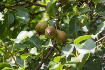 Как заставить плодоносить грушу на следующий год, посаженную этой осенью: 3 секрета огородника - skuke.net