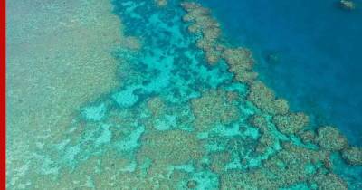 Изменение климата обесцветило Большой Барьерный риф - profile.ru - Австралия