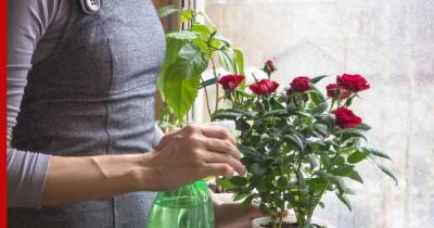 Одно разочарование: 5 растений, которые лучше не покупать начинающим цветоводам - profile.ru