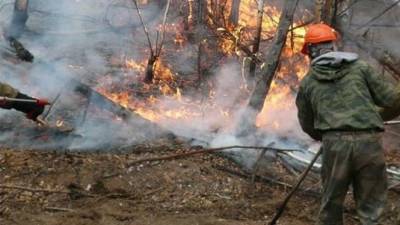Площадь лесных пожаров в России за сутки возросла более чем в 17 раз - mir24.tv - Россия - Хабаровский край - Оренбургская обл.