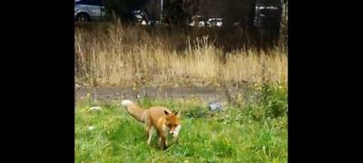 В самом центре Петрозаводска лиса удачно поохотилась на мышь (ВИДЕО) - stolicaonego.ru - Петрозаводск