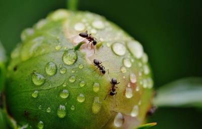 Что делать, чтобы на пионах не было муравьев: секреты, о которых не расскажет соседка - skuke.net