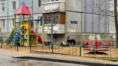 В сыктывкарской Орбите стая больших собак захватила детскую площадку - komiinform.ru - Сыктывкар