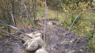 В Городищенском районе вновь пытались украсть деревья из леса - penzainform.ru - Пензенская обл.