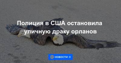 Полиция в США остановила уличную драку орланов - news.mail.ru - США - шт. Миннесота - Плимут