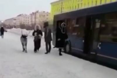 Олень в автобусе в Норильске Красноярского края стал популярным в Интернете - kras.mk.ru - Красноярский край - Норильск