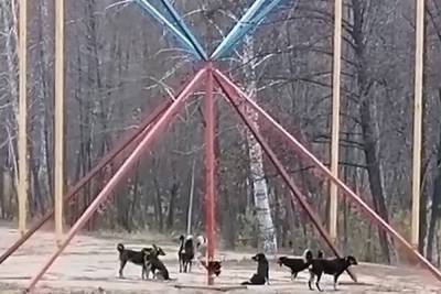Воронежцев испугала большая стая лающих бродячих псов в парке «Алые паруса» - vrn.mk.ru - Воронеж