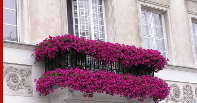 Красивый и уютный балкон: пять растений, которые украсят пространство - profile.ru