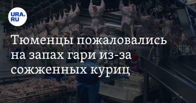 Тюменцы пожаловались на запах гари из-за сожженных куриц. «Мы задыхаемся» - ura.news - Тюмень
