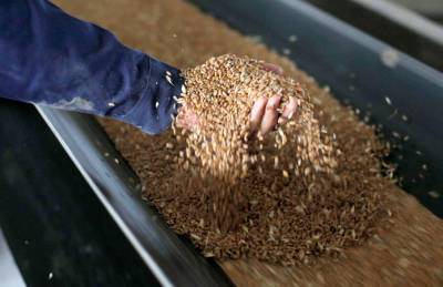 ФАО прогнозирует рекорд мировой торговли зерном за счет пшеницы и риса - agroportal.ua - США - Украина - Турция - Бразилия - Иран - Индия