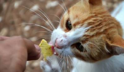 Пожилые москвички устроили потасовку из-за кошачьей еды - mirnov.ru