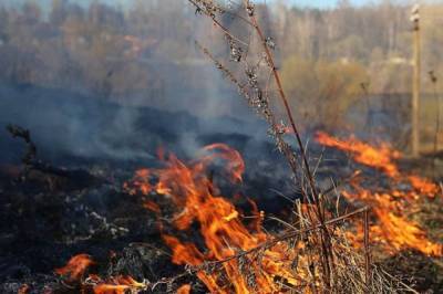 В Хабаровском крае введены ограничения на посещение леса - hab.aif.ru - Хабаровский край