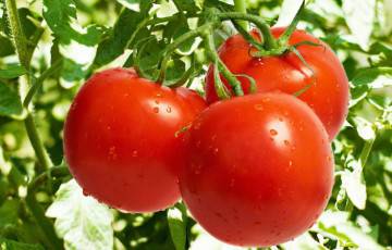 Наталья Круглова - Диетолог рассказала об уникальных свойствах помидоров - charter97.org - Белоруссия