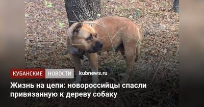 Жизнь на цепи: новороссийцы спасли привязанную к дереву собаку - kubnews.ru - Новороссийск