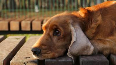 Ветеринары сообщили что у собак могут возникать психические расстройства - vm.ru