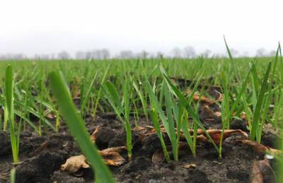 На Днепропетровщине взошли лишь 20% озимых - agroportal.ua - Украина - Днепропетровская обл. - район Никопольский