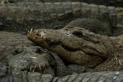 Подросток отвлек крокодила камнем и спас брата - lenta.ru - India - штат Уттар-Прадеш