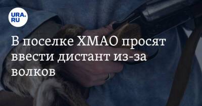 В поселке ХМАО просят ввести дистант из-за волков. Видео - ura.news - Югра - р-н Советский
