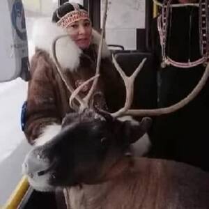 В Норильске в автобусе ехала женщина с оленем. Фотофакт - reporter-ua.com - Россия - Норильск