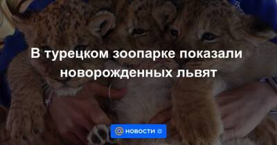 В турецком зоопарке показали новорожденных львят - news.mail.ru - Анкара