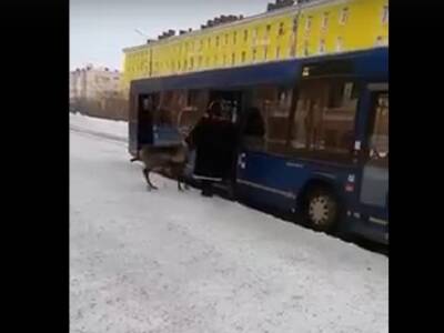 Пользователей Сети шокировал северный олень, заходящий в автобус - u24.ru