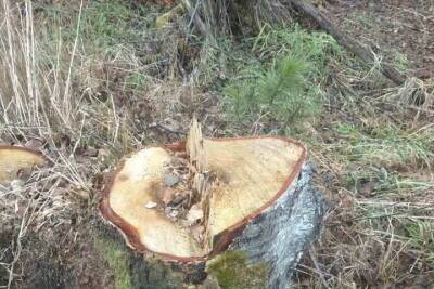 На лесосеке в Бурятии срубили «лишние» деревья - ulan.mk.ru - респ.Бурятия - район Кабанский