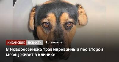 В Новороссийске травмированный пес второй месяц живет в клинике - kubnews.ru - Новороссийск