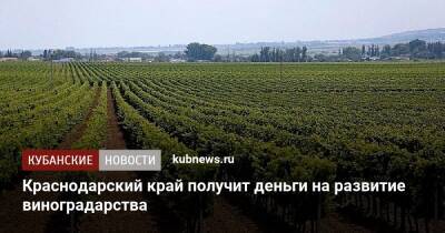 Краснодарский край получит деньги на развитие виноградарства - kubnews.ru - Россия - Крым - Краснодарский край - Севастополь - респ. Адыгея