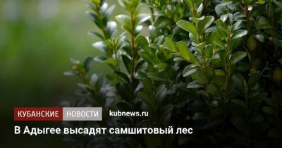 В Адыгее высадят самшитовый лес - kubnews.ru - респ. Адыгея - Экология